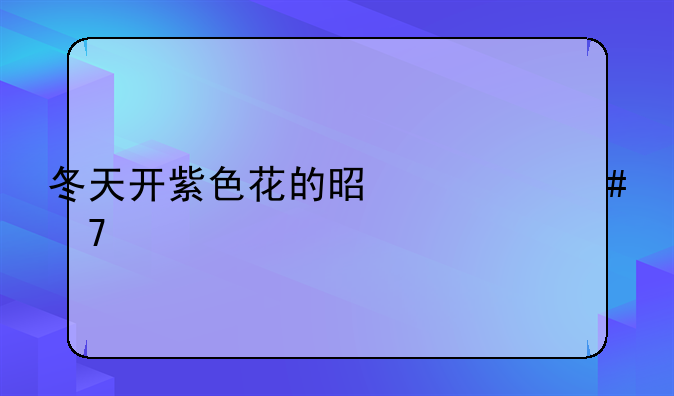 冬天开紫色花的是什么植物？